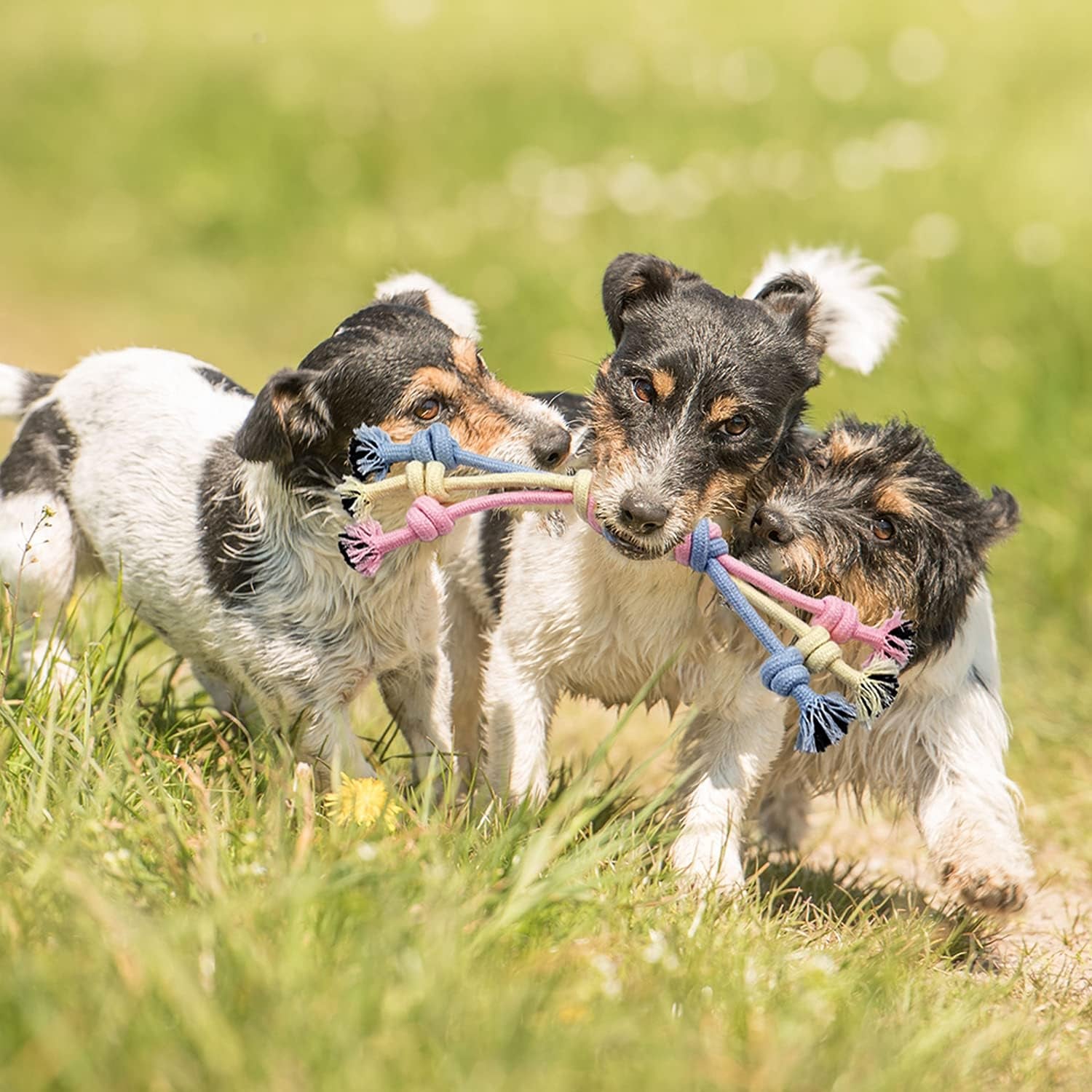 Puppy Chew Toys for Teething Puppy Toys Small Dog Toys Puppy Teething Toys Dog Chew Toy Rope Balls Interactive Teeth Cleaning Tug Toys Storage Basket