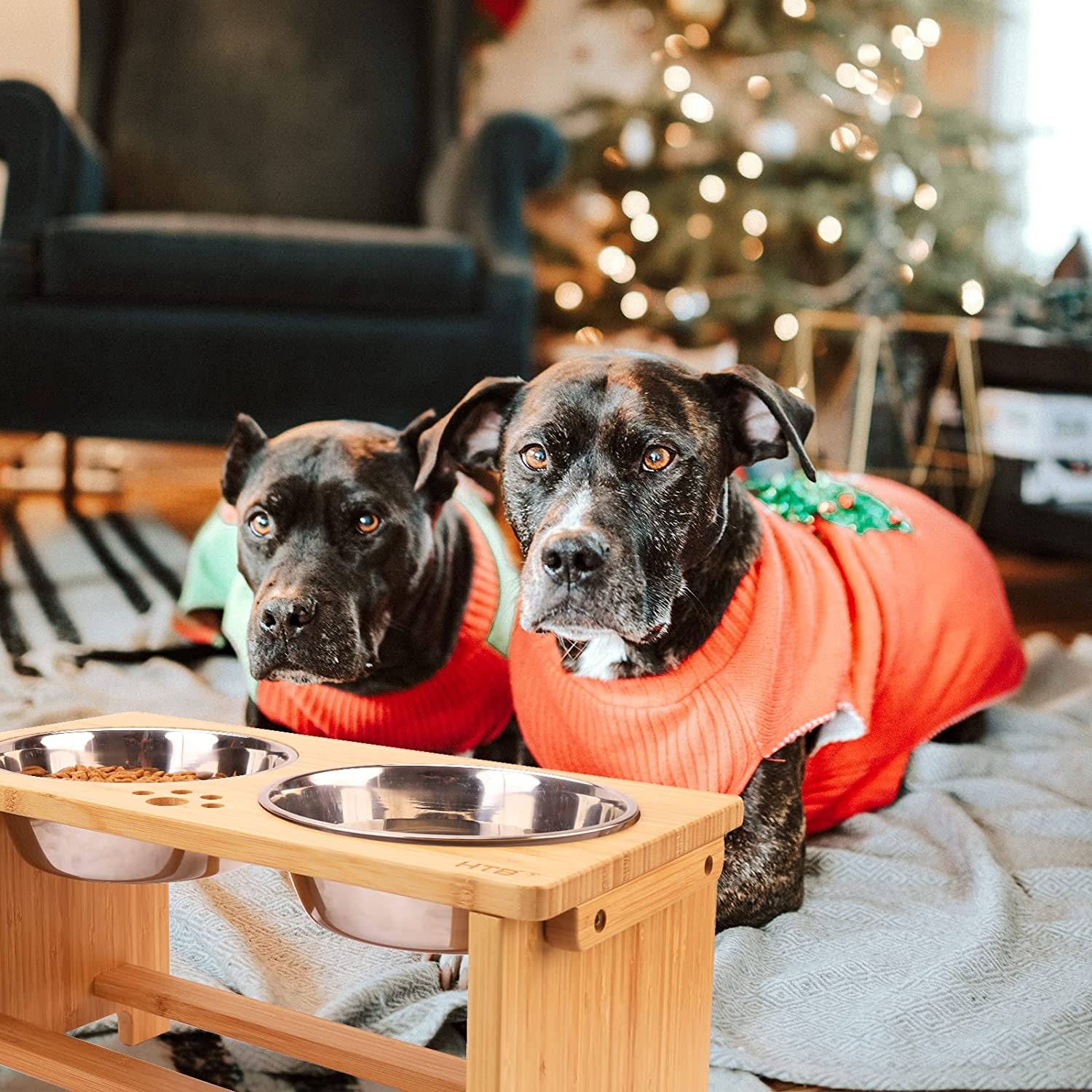 Elevated Dog Bowls with 2 Stainless Steel Bowlsfor Large Medium Small Sized Dogs